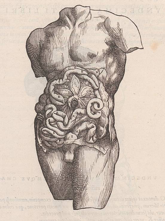 《人体的构造》肠道图示 威尼斯出版业和威尼斯画派对艺用解剖学最初