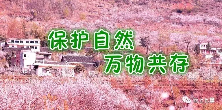 毕节汉族人口_毕节百里杜鹃图片(2)