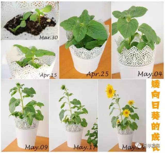 方式请点击今日推送的第一条微信哦《你有一份向日葵种子礼包待领取