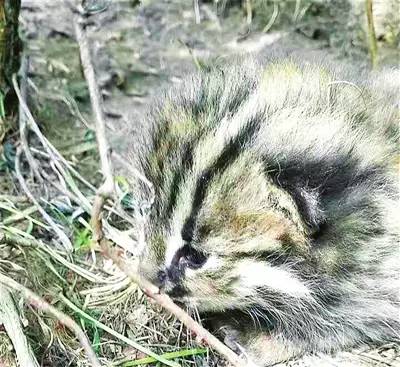 宁夏发现豹猫幼崽—野生动物需保护