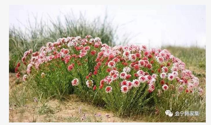 会宁老家狗蹄子花—深藏在每一位游子心里的思乡草