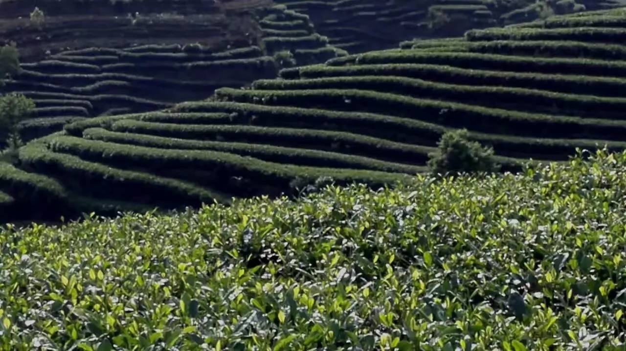 茶旅世界蒙顶山茶好茶园更美