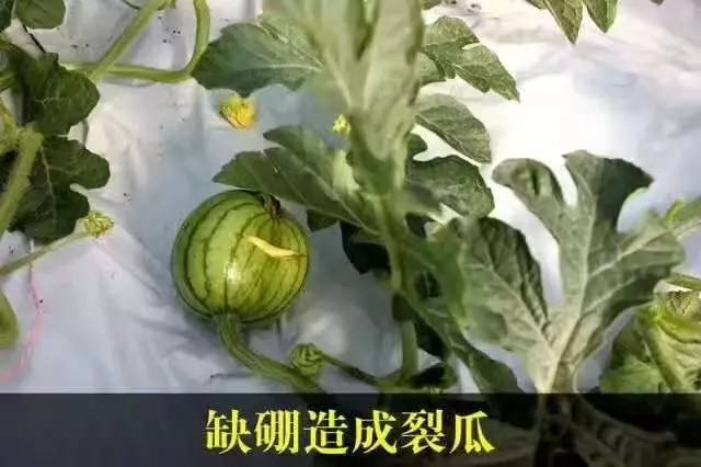 西瓜缺硼的症状及科学补硼技术