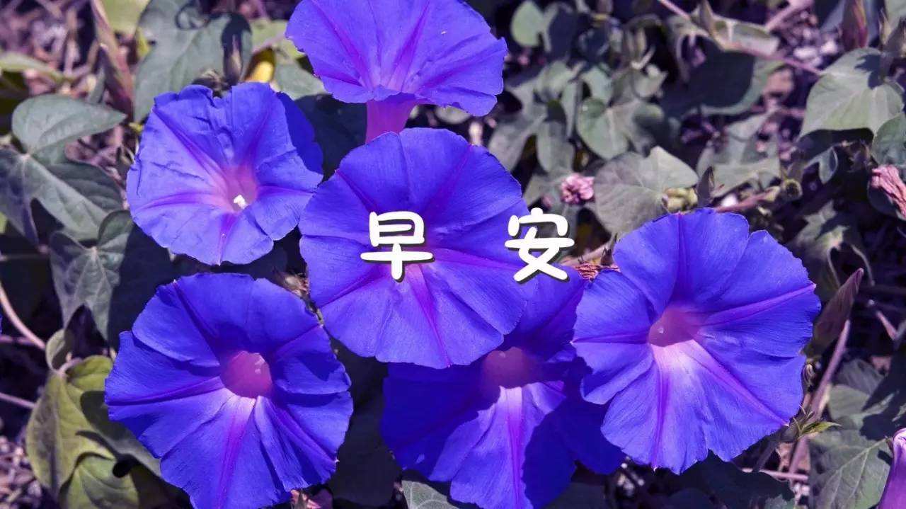 早安问候语早安祝福语