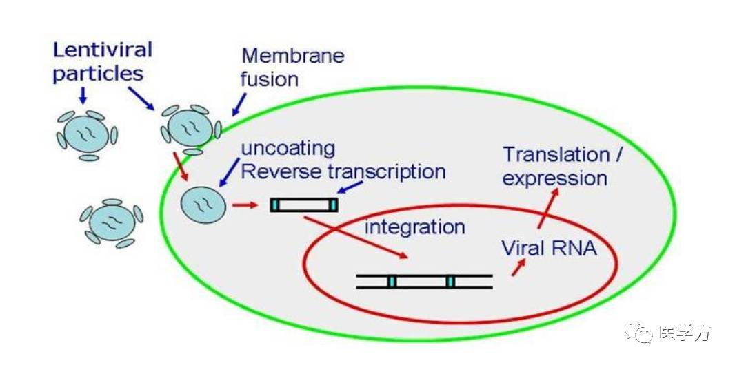 实验diy:慢病毒包装简介及步骤