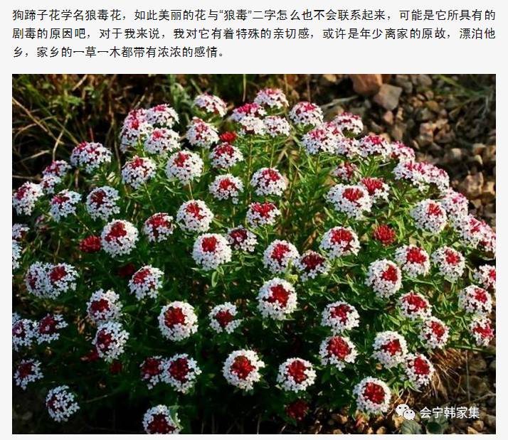 会宁老家狗蹄子花—深藏在每一位游子心里的思乡草