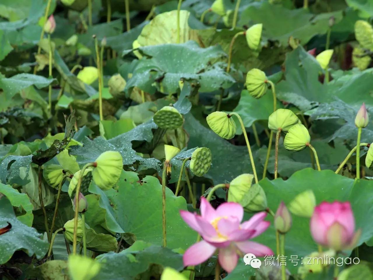 皇桐金波荷花 | 用你的手机记录那片荷海吧!