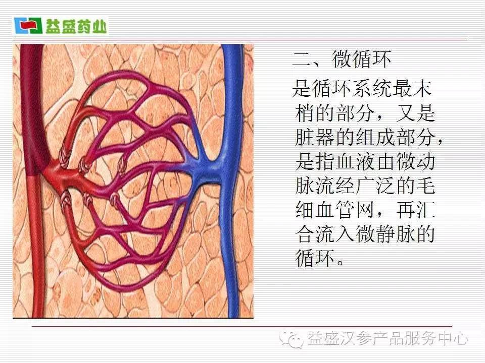 关心健康从微循环开始!