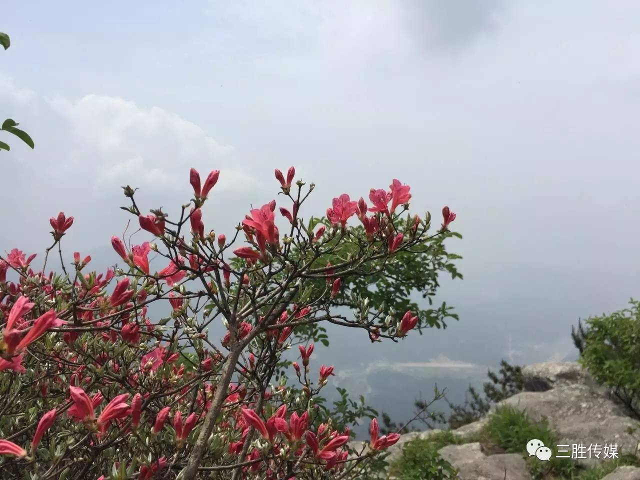 作品回顾夏云河作品回顾:三胜传媒顾 问 刘心明 瞿伯良 倪金元总 督