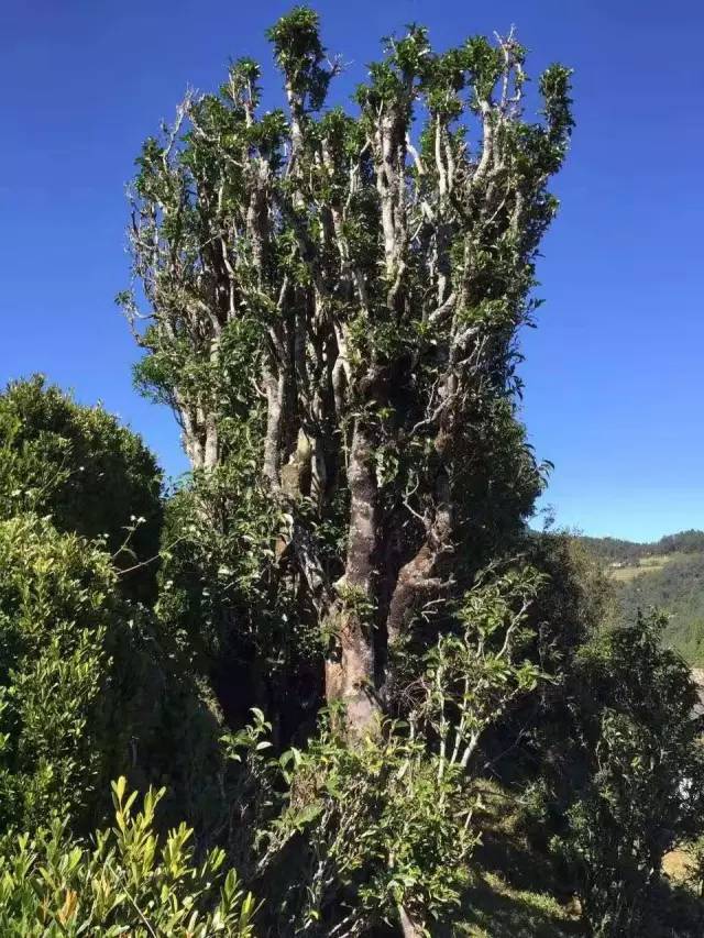 茶旅世界|最全云南普洱茶山记录