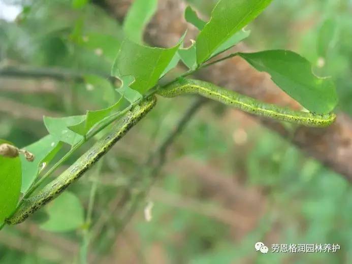 六月份园林植物病虫害预测及防治