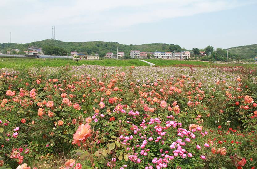 全国芳香界大佬今日齐聚大冶茗山楚天香谷,更精彩的是.