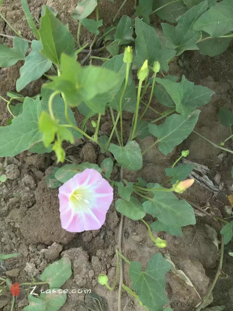 做个博学的爸爸——唤起80后的我童年记忆的打碗花