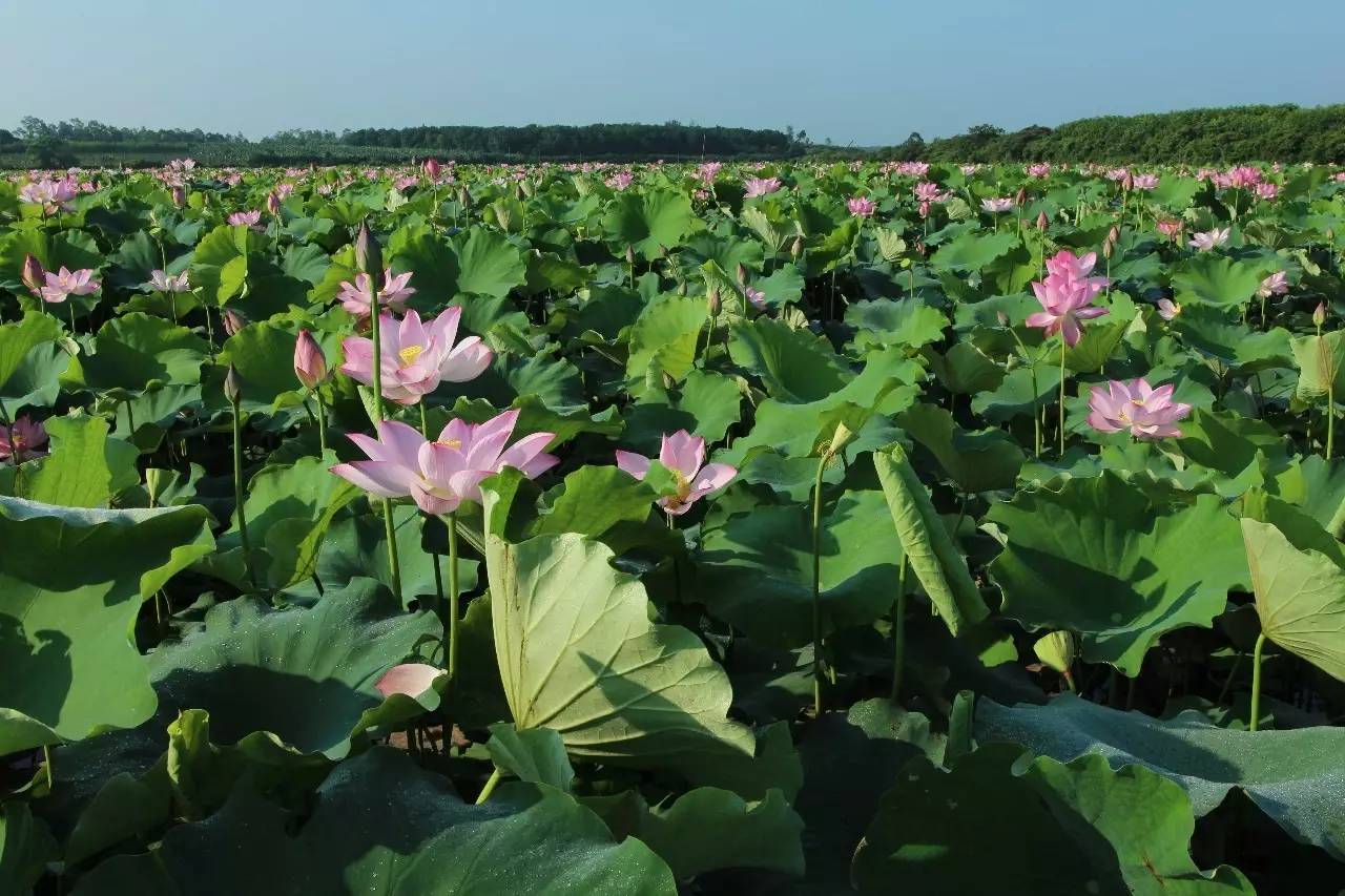 皇桐金波荷花打造成【爱情主题】荷花旅游基地