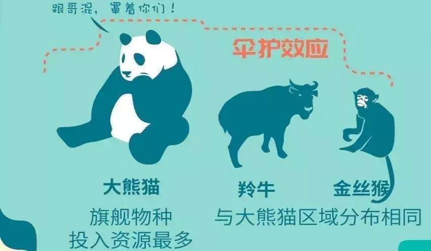 大熊猫的"伞护效应" (山水自然保护中心供图)