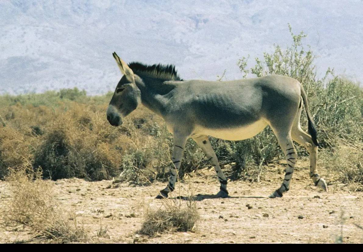 【驴类百科】非洲野驴,家驴的祖先