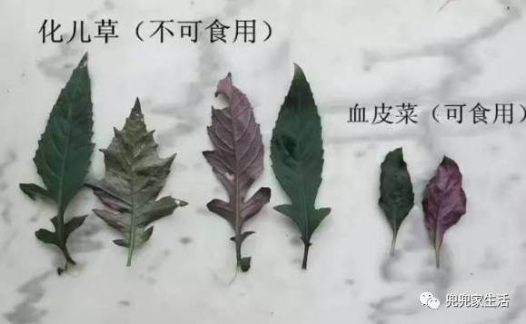 注意筠连喜欢吃血皮菜的误食化儿草后果很严重