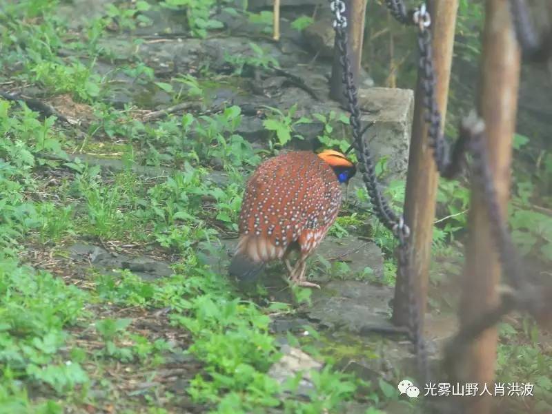 娃娃鸡闲庭散步香炉山,杜鹃染红主峰之巅