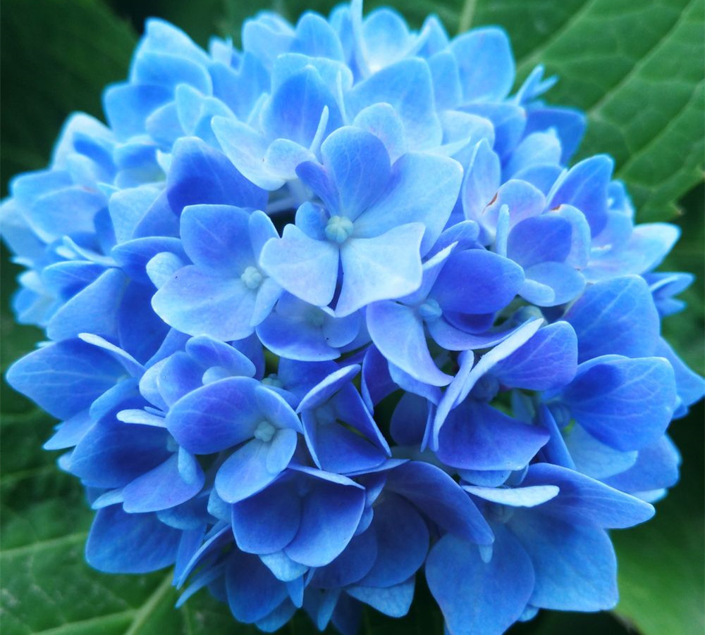 一招让你的无尽夏开出纯美的蓝色花朵