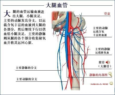 血管是怎么形成的 血管的功能特点(2)