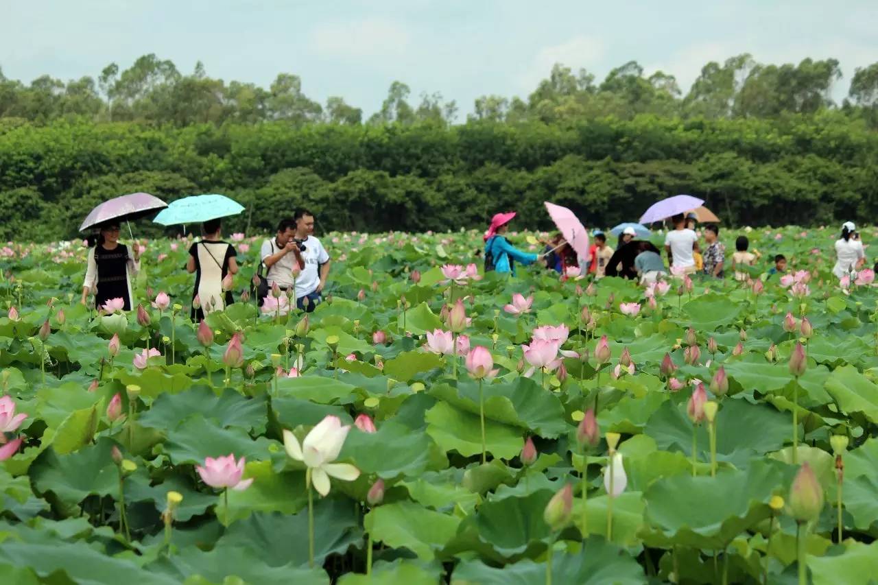 皇桐金波荷花打造成【爱情主题】荷花旅游基地