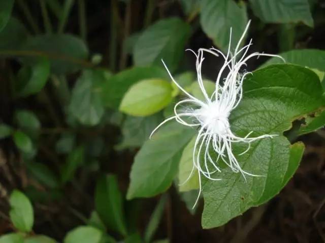 在隆回看到这种“小白花”千万不要碰！别说我没提醒你！