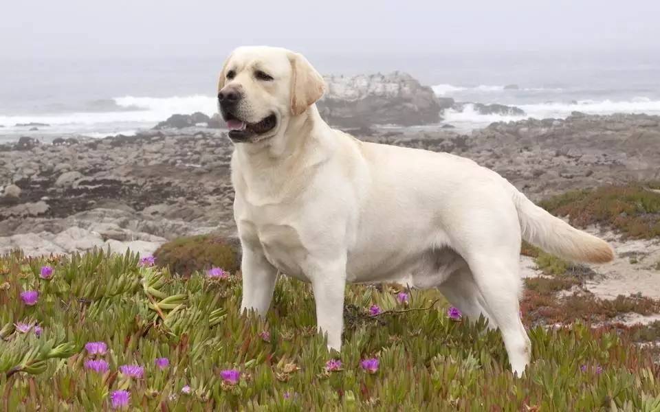 世界十大警犬,最威猛的竟然是它