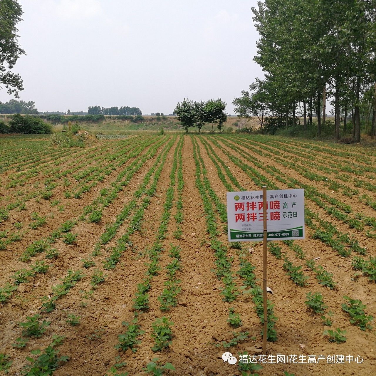 河南社旗花生与小麦福达高产套餐田间查看纪实