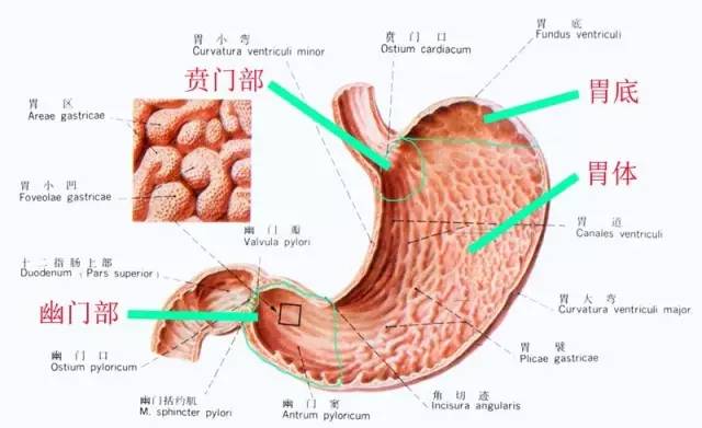 它的位置,主要位于左上腹部,体型不同胃的所在部位,也有高低区别