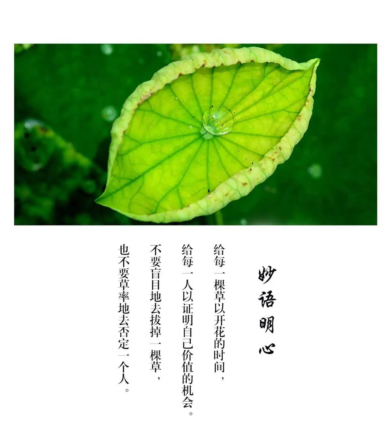 不要盲目的除掉一棵草,也不要草率的去否定一个人.