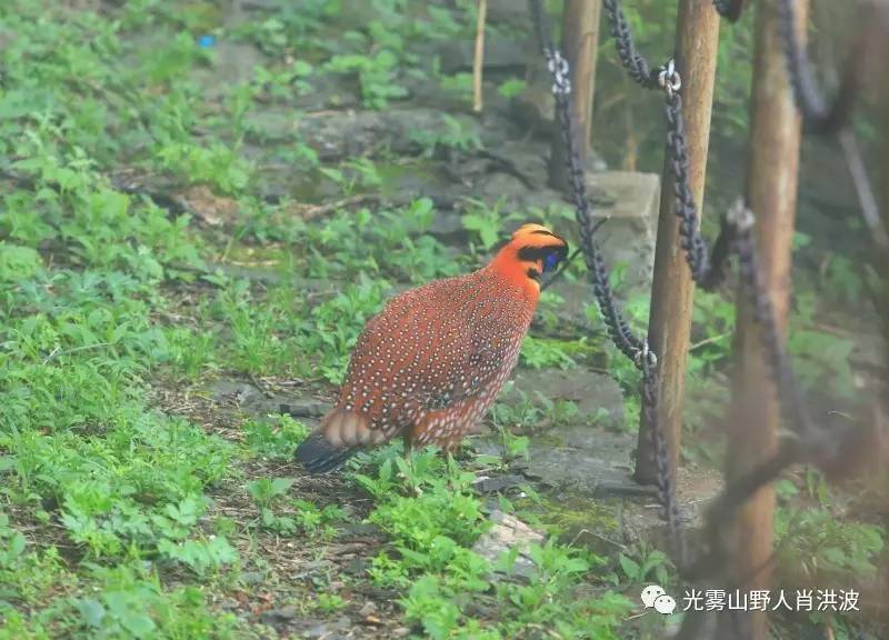 娃娃鸡闲庭散步香炉山,杜鹃染红主峰之巅