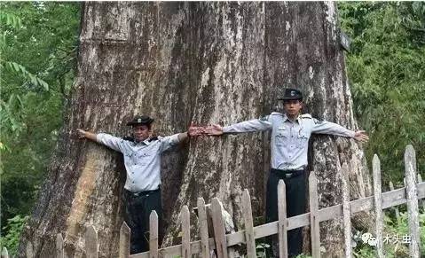 缅甸最大柚木树围超过8米，被当地人称为“树神”