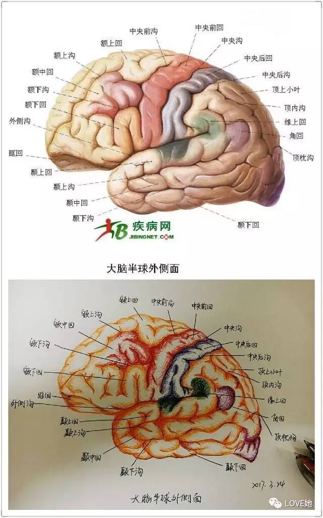 级临床康复专业毕业生,现就读于福建医科大学研究生专业学位,内分泌科