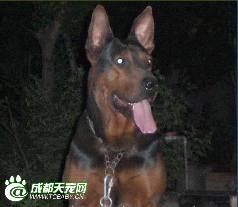 中国爱犬人必看！月亮不是国外圆——国产猛犬品种急需拯救和发扬！