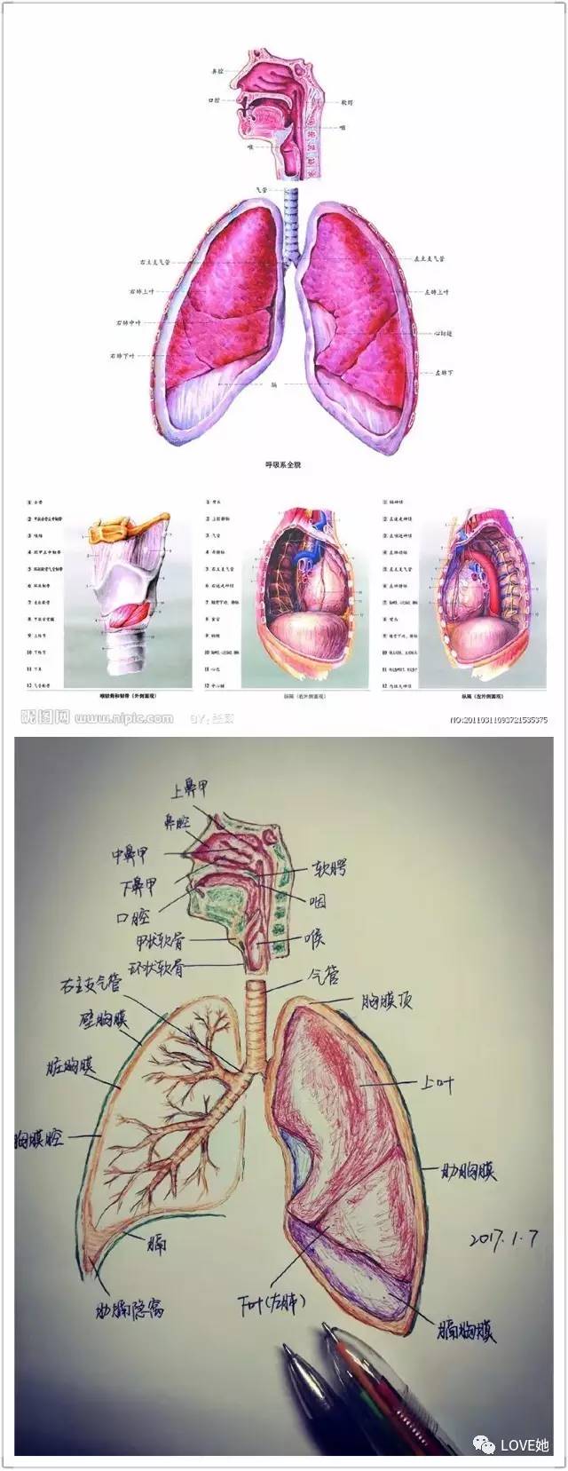 "切了一上午的子宫",手绘人体解剖图解压!福州这女研究生丫霸