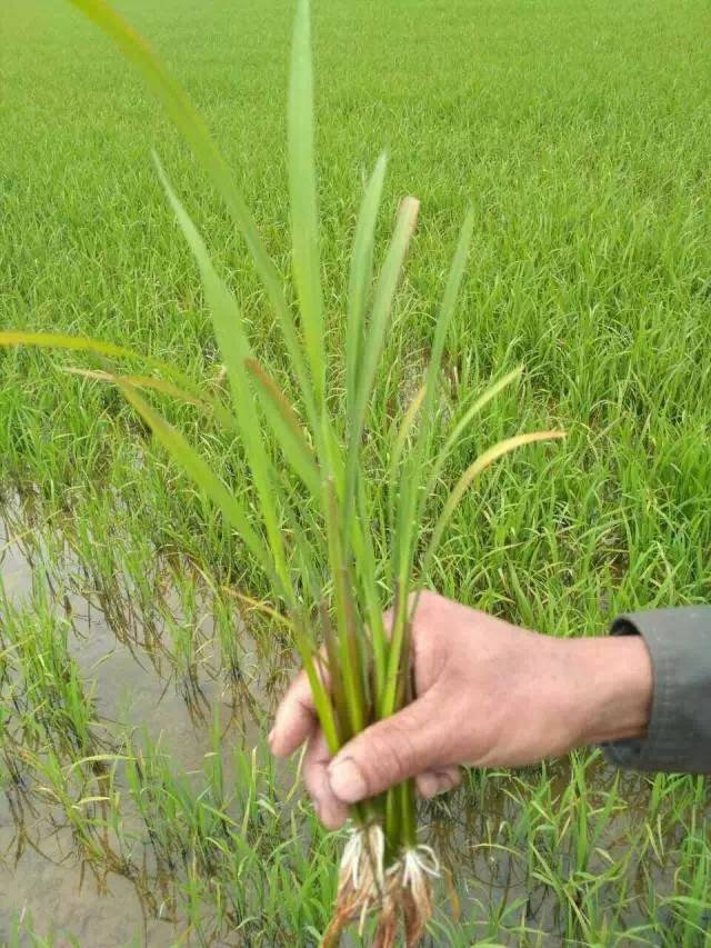 有部分种植户在我们的微信后台反映其种植的水稻分蘖很少,植株弱小,叶