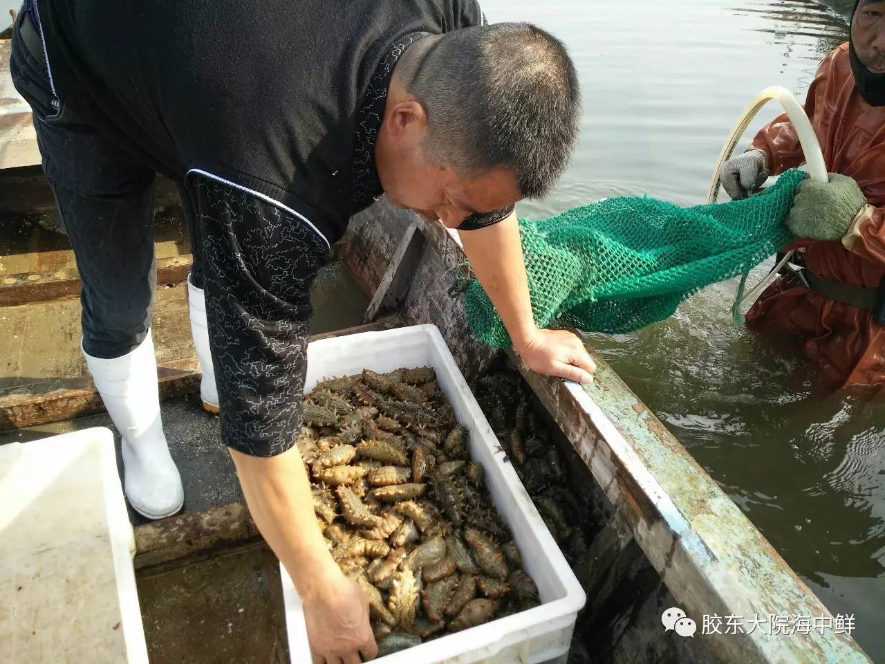 体验胶东大院自加工即食海参，参加代加工回馈活动，给你吃一年的特价！