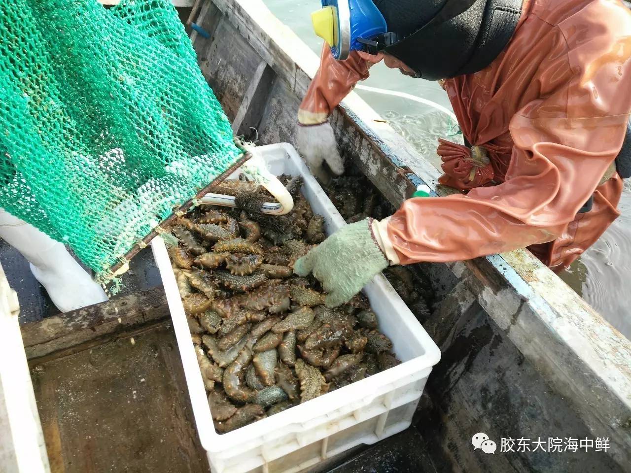 体验胶东大院自加工即食海参，参加代加工回馈活动，给你吃一年的特价！