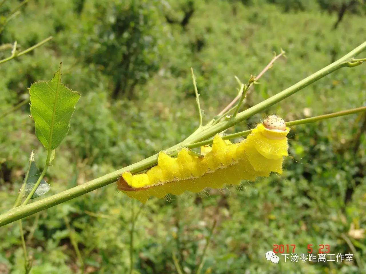 养殖五彩柞蚕推进精准扶贫