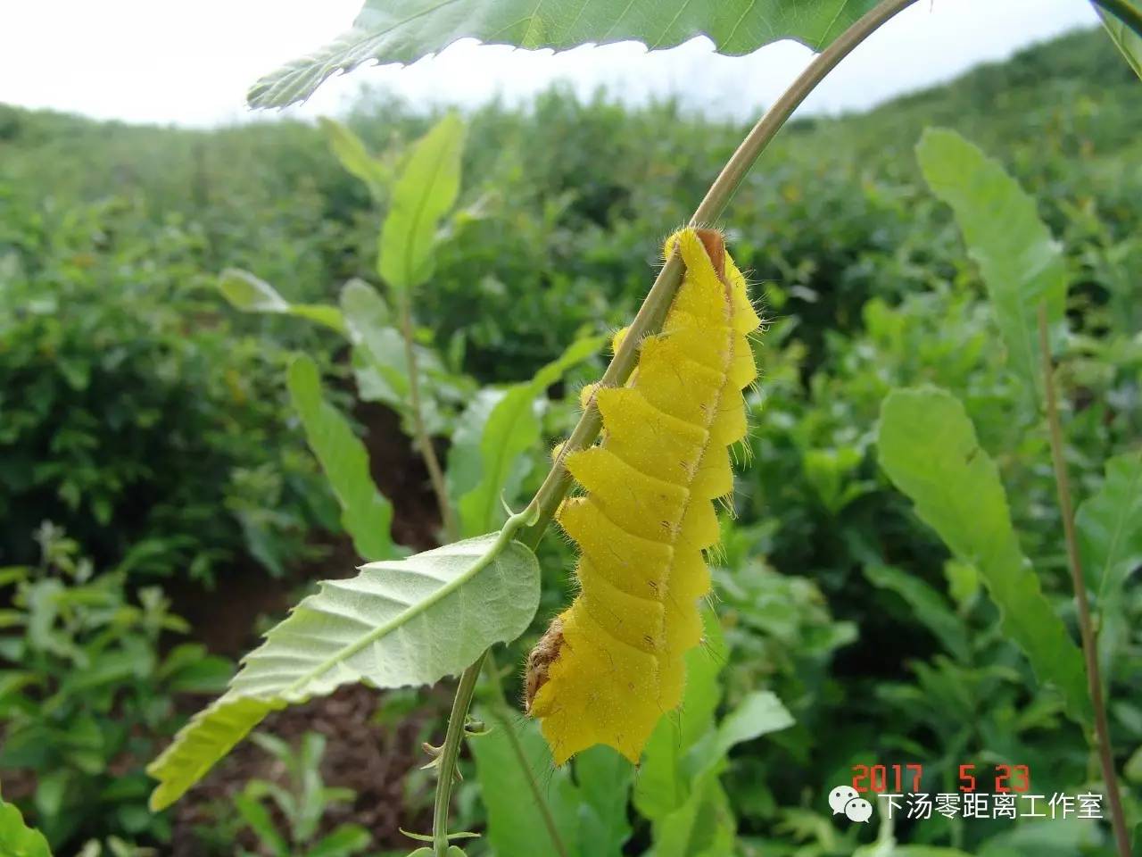 养殖五彩柞蚕推进精准扶贫