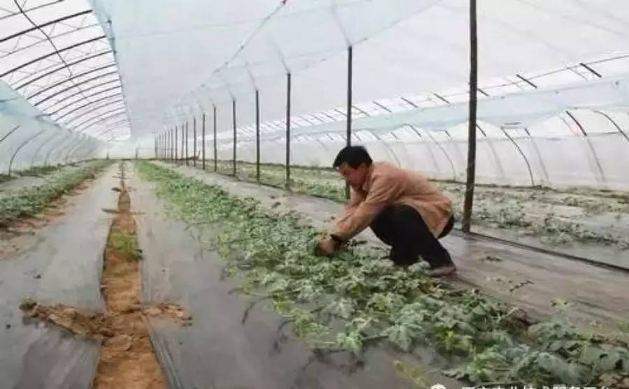 西瓜可以一次种植,连续采收4-6批,亩产上万斤!