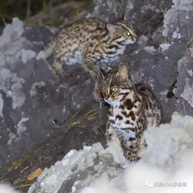 豹猫在中国也被称之为"铜钱猫",体型与家猫相仿.(图/彭建生)