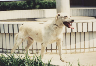 中国爱犬人必看！月亮不是国外圆——国产猛犬品种急需拯救和发扬！