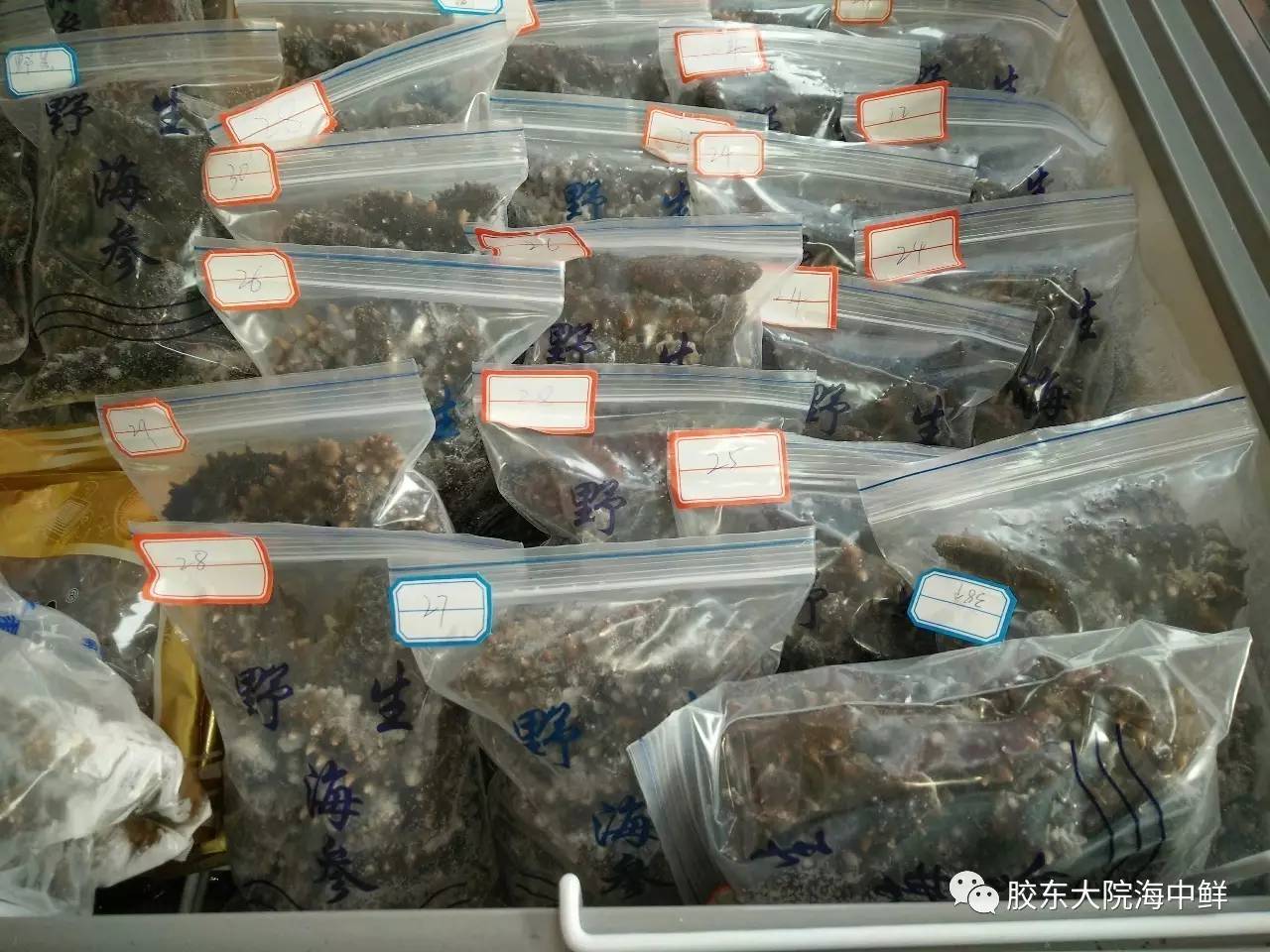 体验胶东大院自加工即食海参，参加代加工回馈活动，给你吃一年的特价！