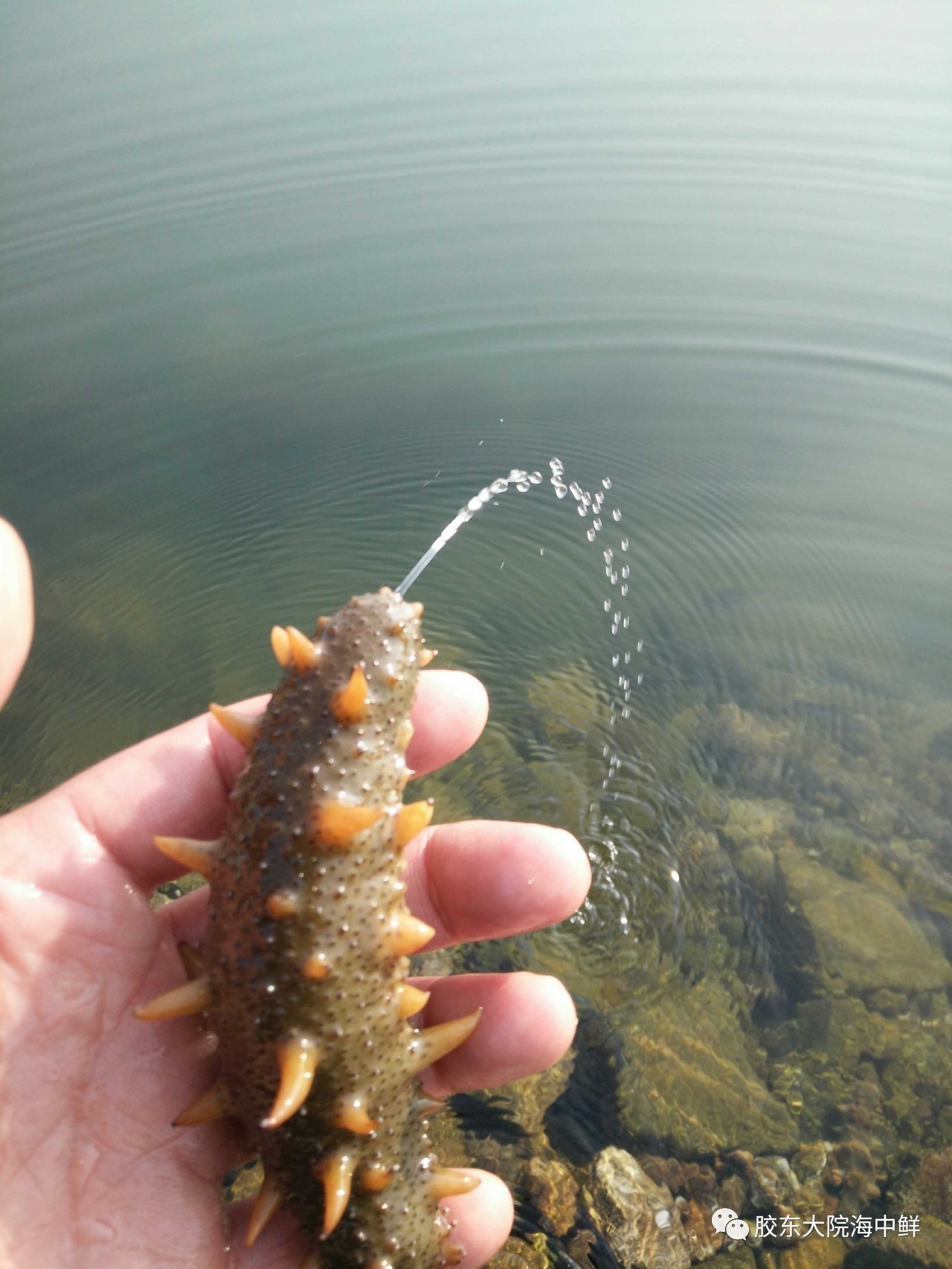 体验胶东大院自加工即食海参，参加代加工回馈活动，给你吃一年的特价！