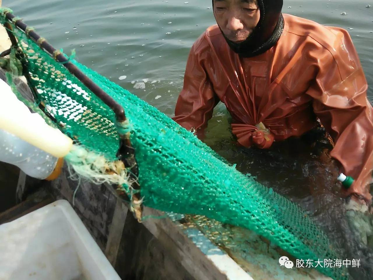 体验胶东大院自加工即食海参，参加代加工回馈活动，给你吃一年的特价！