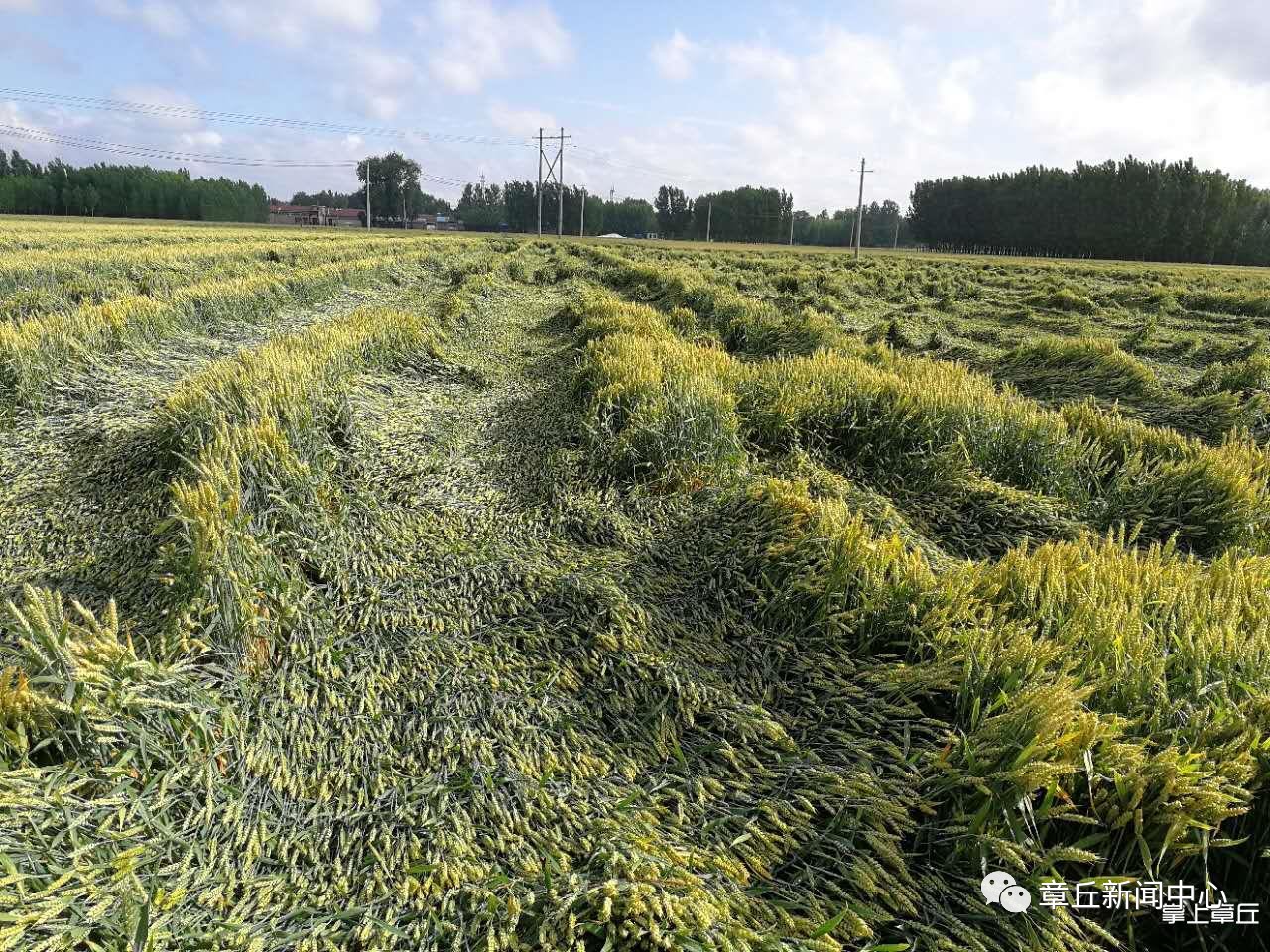大风雷雨导致章丘33.5万亩小麦出现不同程度的倒伏!