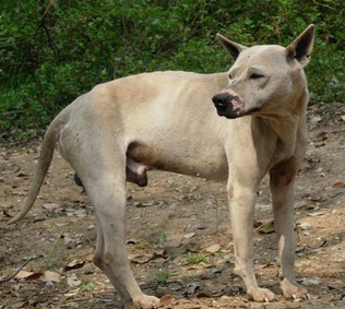 中国爱犬人必看！月亮不是国外圆——国产猛犬品种急需拯救和发扬！