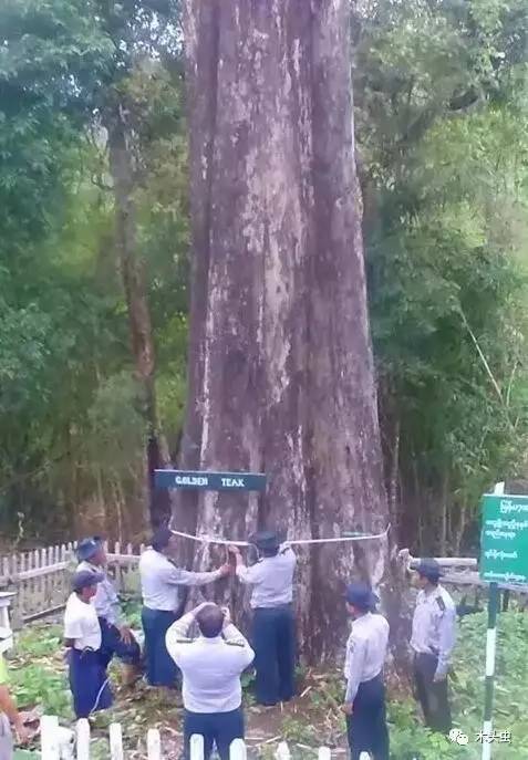 缅甸最大柚木树围超过8米，被当地人称为“树神”
