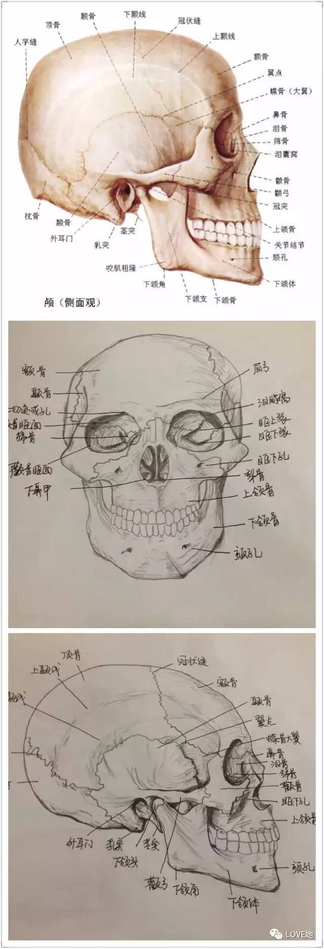 手绘人体解剖图解压!福州这女生